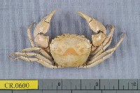 藏品(太陽強蟹)的圖片